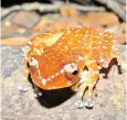  ??  ?? Nyctixalus pictus (cinnamon tree frog) pictured in the Lower Kinabatang­an Wildlife Sanctuary. Photo credit: Sarah Scriven.