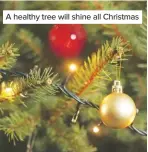  ??  ?? A healthy tree will shine all Christmas