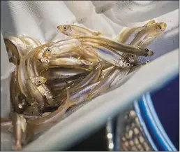  ?? ALLEN J. SCHABEN/LOS ANGELES TIMES FILE PHOTOGRAPH ?? Alex Bohardt, senior aquarist at the Aquarium of the Pacific, transfers a net containing a portion of 1,200 federally endangered Delta smelt that were hatched at the UC Davis Fish Conservati­on & Culture Lab, to a holding tank at the Aquarium of the Pacific in Long Beach on April 10.