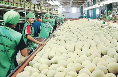  ?? FOTO: EL HERALDO ?? El melón es el segundo rubro generador de divisas en la zona sur del país, por debajo del camarón cultivado y uno de los sectores más importante­s para la economía hondureña.