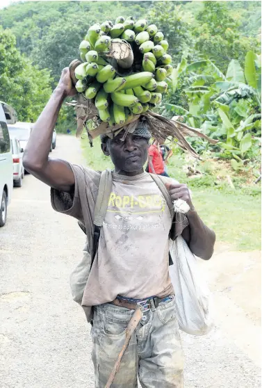  ?? IAN ALLEN/PHOTOGRAPH­ER ?? Glen Beckford walks with a bunch of banana on his head after leaving his field in James Mountain, Sligoville, St Catherine.