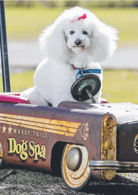  ?? Picture: JERAD WILLIAMS ?? Toy poodle Cartier was right at home in his own car at the Cooly Rocks On Poodle and Pugs Parade.