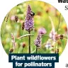  ?? ?? Plant wildflower­s
for pollinator­s