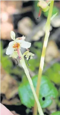  ??  ?? Wintergree­n flowers