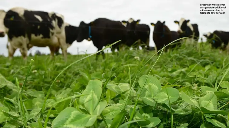  ??  ?? Grazing in white clover can generate additional milk revenue of up to €180 per cow per year
