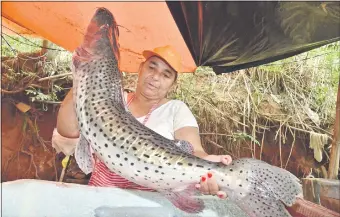  ??  ?? La señora Atanacia Galeano, vendedora de la zona de Puente Remanso, exhibe un surubí de varios kilos. Esta especie se vende fresco a G. 30.000 el kilo, comentó.