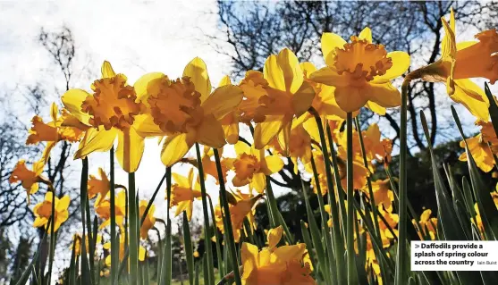  ?? Iain Buist ?? Daffodils provide a splash of spring colour across the country