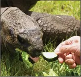  ??  ?? Yum: His new diet includes cucumber