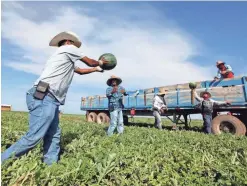  ??  ?? Migrant workers pass watermelon down a line to a produce trailer in a watermelon field in Coyanosa, Texas.