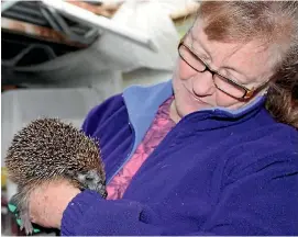  ??  ?? Lesley Wheatley has been rescuing hedgehogs for four years. But that has made her unpopular with some other nature lovers.