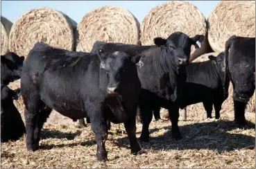  ?? Donnis Hueftle-Bullock ?? Shown above are some of the 140 registered yearling Angus bulls that will be sold during the Ostrand Angus sale.