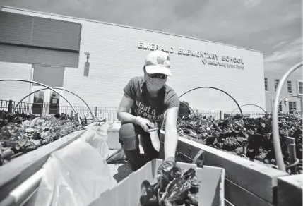  ?? Jeremy Papasso, Daily Camera ?? Garden To Table Volunteer Coordinato­r Leslie Norcross harvests lettuce from a planter box on May 6 at Emerald Elementary School in Broomfield.