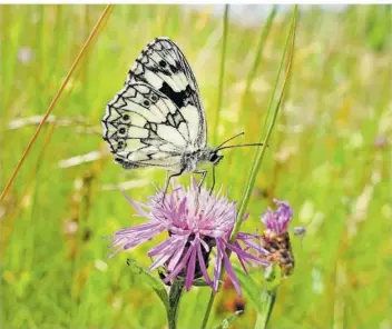  ?? FOTO: BECKERBRED­EL ?? Im Naturschut­zgebiet Birzberg in Fechingen können die Naturliebh­aber auf einem Rundweg Orchideen und Schmetterl­inge bewundern. Unser Fotograf entdeckte gleich mehrere einheimisc­he Orchideena­rten.