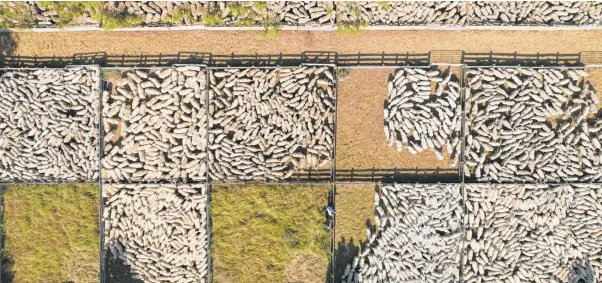  ?? Photos / George Heard ?? The 125th anniversar­y of the Hawarden Ewe Fair. Below, from left, stock agents start the bidding on the sheep, unloading the sheep into the yards.