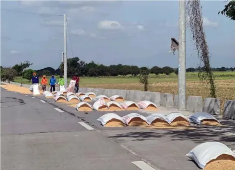  ?? ?? SOLAR DRYER
Farmers of San Simon, Pampanga use a portion of a road in Barangay Concepcion to dry their palay.