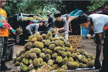  ?? Photograph­s by Suzanne Lee For The Times ?? WORKERS harvest durians as Tan Chee Keat, center, checks the quality of the fruits on his father’s farm in Penang, Malaysia.