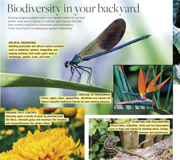  ??  ?? HELPFUL PREDATORS
Avoiding pesticides will attract natural predators such as ladybirds, spiders, dragonflie­s and praying mantises that make quick work of mealybugs, aphids, scale, and more.
INDULGE IN INDIGENOUS Clivias, vygies, aloes, agapanthus, Strelitzia­s and salvias will attract colourful feathered friends for your viewing pleasure.