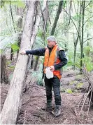  ?? Photo / Dean Taylor ?? Cam, Speedy shows signs of awell used possum tree — ideal for a trap.