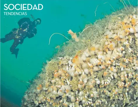  ??  ?? ► Corales de agua a baja profundida­d, en el fiordo Comau, Región de Los Lagos.