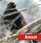  ??  ?? Amsel