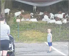  ?? PETE BANNAN - MEDIANEWS GROUP ?? Alyssa Cirillo takes a photo of her son Vincent Cirillo, 4, near the goats in Blackrock Park Monday.