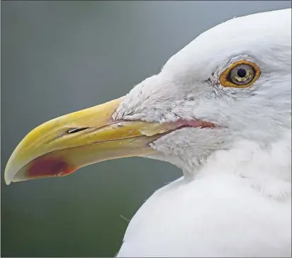  ?? Picture Emily Lewis ?? Close-up of a gull