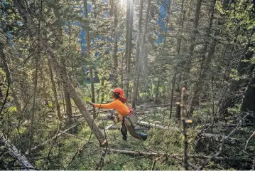  ?? NATHAN BURTON/THE TAOS NEWS ?? A crew member from Cutting Edge Forestry Inc. uses a chain saw to fell trees Tuesday in the Lower Front Steeps area of Taos Ski Valley. Thousands of trees fell in the area during a powerful December storm.