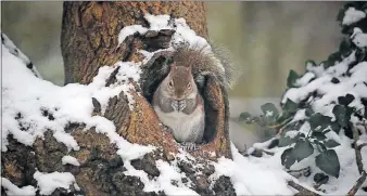  ?? [TOM DODGE/DISPATCH] ?? A squirrel feeds from a tree cavity amid some light snow cover last week on the northwest side of Columbus.