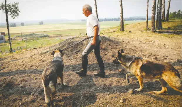  ?? JEFF MCINTOSH / THE CANADIAN PRESS ?? Horse trainer Ian Tipton walks with his dogs past the area where Jacinto and Cipato are buried at his facility near Sundre, Alta. The horses died
July 2 when multiple lightning strikes hit a nearby pasture. “There was no suffering,” Tipton said. “Boom, they were gone.”