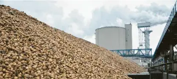  ?? Foto: Wolfgang Widemann ?? Seit September wurden im Südzucker-Werk Rain täglich 12 000 Tonnen Zuckerrübe­n angeliefer­t. Jetzt geht die Kampagne allmählich ihrem Ende entgegen.