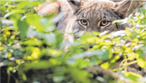  ?? FOTO: DPA ?? Ein Luchs lauert im Gebüsch. Ob eine der Wildkatzen in den Wädern der Region aktiv ist, blibt ungewiss.