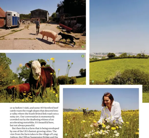  ??  ?? 3 1 2
1 Catherine’s rare breed Welsh white pigs come obediently when she calls 2 The farm’s Hereford beef cattle are used to the drone of noise from the South Bristol link road 4