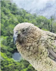  ??  ?? Kea parrots can often be heard screeching in the canopy of trees that covers many of New Zealand's hiking trails.