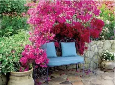  ??  ?? Climbing Bougainvil­lea for pergolas and arbors for a cosy spot