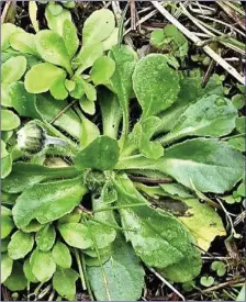  ??  ?? Rosettes of daisy leaves are a common sight in lawns at this time of year.