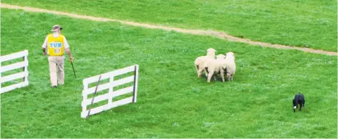  ?? Photo / NZME ?? Laurie Horsfall and his dog Raid in action.