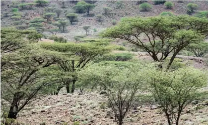  ?? Photograph: Muntaka Chasant/Rex/Shuttersto­ck ?? Acacia trees in northern Turkana, Kenya. The research found that 52% of tree-planting projects in Africa are occurring in savannahs, with almost 60% using non-native species.