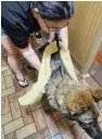  ?? Humane Society of Hobart, Ind., via AP ?? In this photo provided by the Humane Society of Hobart, Ind., a dog suffering from heat-related injury is aided by a woman inside the Road Ranger convenienc­e store, in Lake Station, Ind., on Thursday.