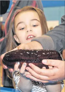  ?? JUANITA MERCER/THE TELEGRAM ?? Three-year-old Keyanna Mcneil said getting to touch sea creatures, like this sea cucumber, was her favourite part of the event.