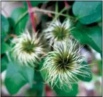  ??  ?? Some varieties of clematis follow their showy flowers with almost equally showy seed pods.