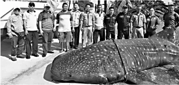  ??  ?? Fisheries Department and SFC personnel have a photo taken with the whale shark.