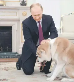  ??  ?? Putin plays with Yume, an Akita dog, prior to an interview by Nippon Television Network Corporatio­n and Yomiuri Shimbun in the run-up to his official visit to Japan. — AFP photo