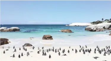  ??  ?? VISITORS to Boulders Beach are threatenin­g the survival of the penguins by oversteppi­ng the boundaries.