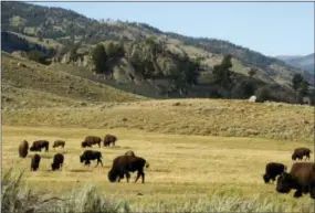  ?? THE ASSOCIATED PRESS ?? In this file photo, a herd of bison grazes in the Lamar Valley of Yellowston­e National Park in Wyoming. Park administra­tors appear to have lost ground on a 2009 pledge to minimize cellphone access in backcountr­y areas. Signal coverage maps for two of...