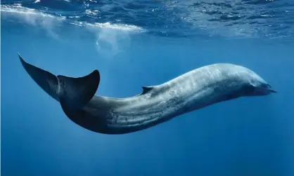  ?? Photograph: Nature Picture Library/Alamy Stock Photo ?? Whales, as well as dolphins and turtles, are especially at risk from eating plastic bags and flexible packaging.