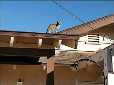  ?? PHOTO COURTESY OF LINDA LICHTENWAL­DT ?? A Gray Fox surveys its surroundin­gs from atop Mountain Bible Church.