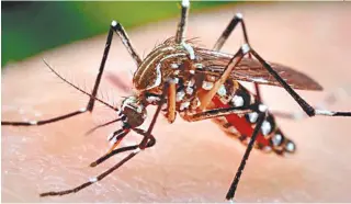  ?? DIVULGAÇÃO ?? Até ontem, foram 524 casos notificado­s e 33 internaçõe­s por dengue no estado do Rio de Janeiro