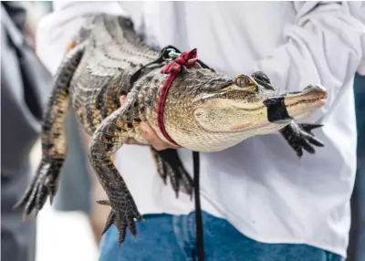  ?? ASHLEE REZIN/SUN-TIMES ?? Alligator expert Frank Robb shows off the alligator he captured from the Humboldt Park Lagoon on July 16.