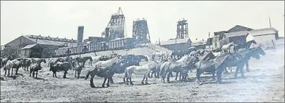  ?? SUBMITTED PHOTO ?? No. 20 Colliery, 1952. Horses on Vacation. The only time the pit ponies were brought to the surface was during the miners’ two-week vacation period.