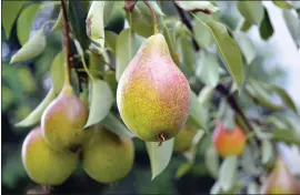  ?? GETTY IMAGES ?? Sweet, juicy pears are a favorite treat in the autumn. The trees are partially self-pollinatin­g, but do best when there's another pear tree growing nearby.